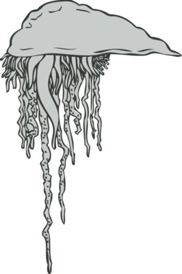Sealife   jellyfish