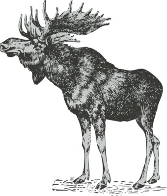 Animals   Elk